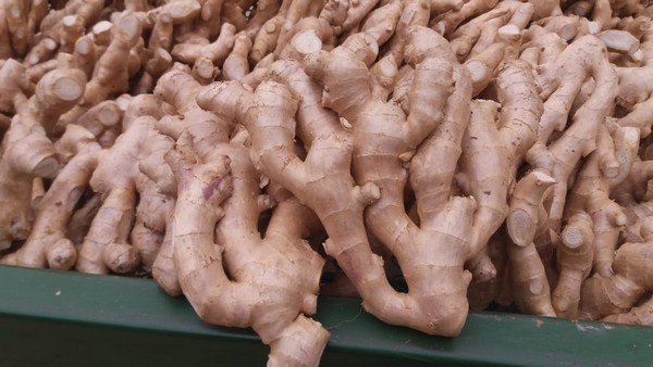 Brazilian Ginger Suppliers in Kissimmee, FL